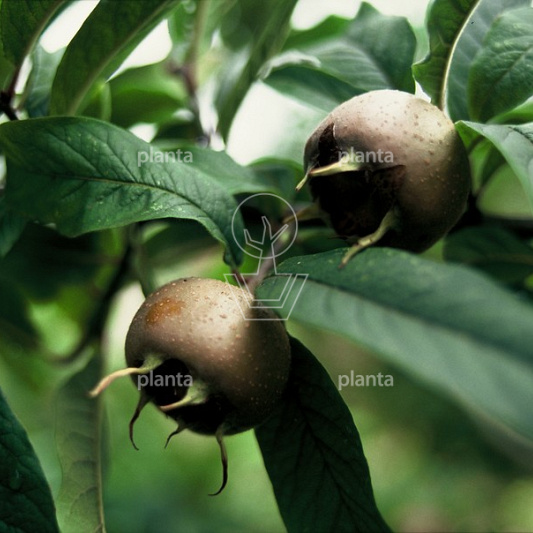 Mespilus germanica 'Nottingham'
