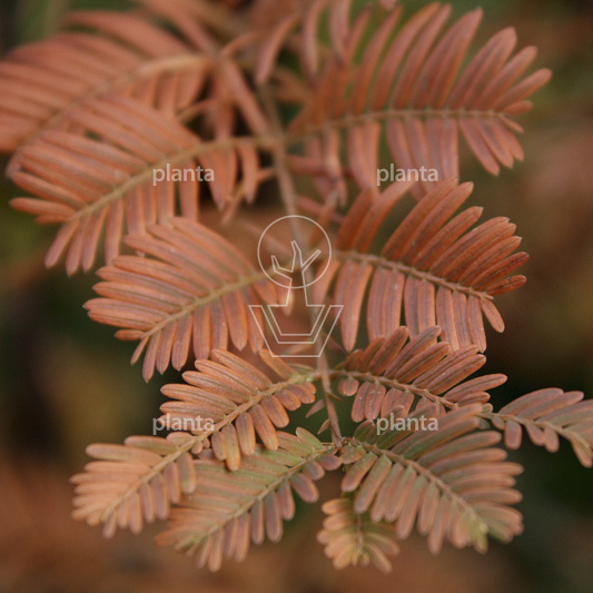 Metasequoia glyptostroboides