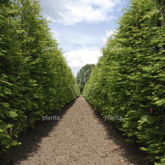 Metasequoia glyptostroboides