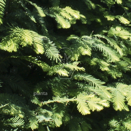 Metasequoia glyptostroboides