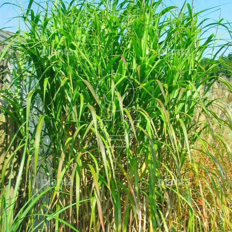 Miscanthus giganteus