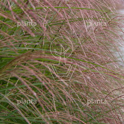 Miscanthus sinensis 'Ferner Osten'