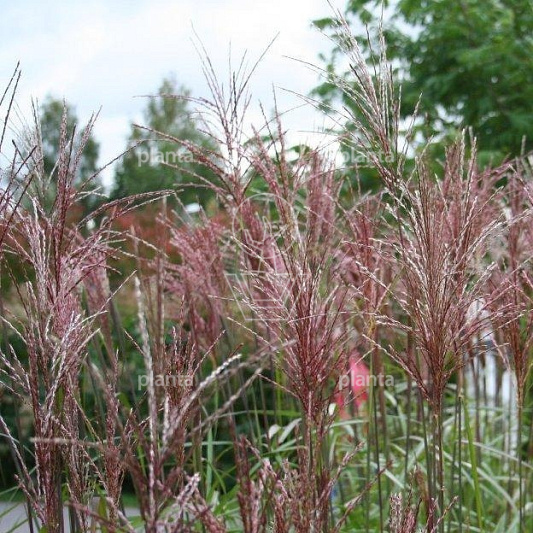 Miscanthus sinensis 'Flamingo'