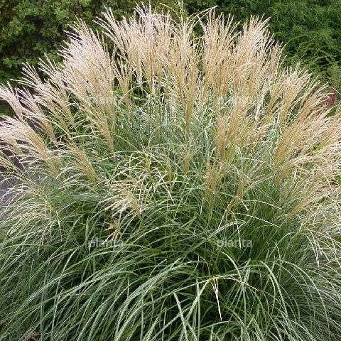 Miscanthus sinensis 'Gracillimus'