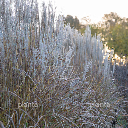 Miscanthus sinensis 'Kleine Silberspinne'