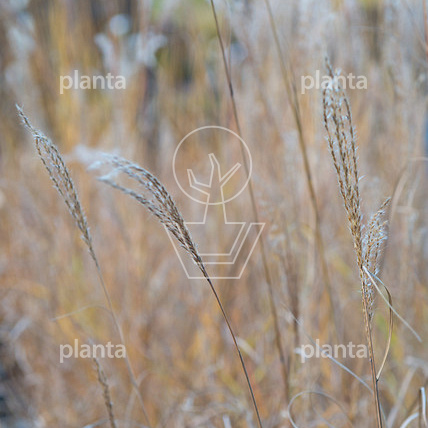 Miscanthus sinensis 'Kleine Silberspinne'