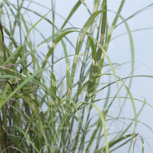 Miscanthus sinensis 'Little Zebra'