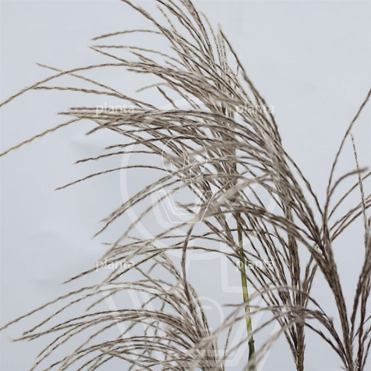 Miscanthus sinensis 'Malepartus'