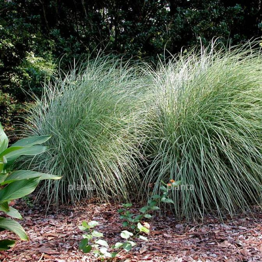 Miscanthus sinensis 'Morning Light'