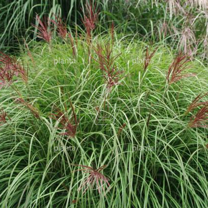 Miscanthus sinensis 'Red Chief'