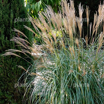 Miscanthus sinensis 'Yakushima Dwarf'