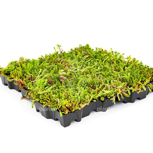 MobiRoof ECO Sedumcassette