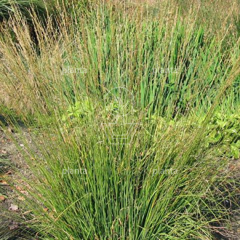 Molinia caerulea 'Heidebraut'