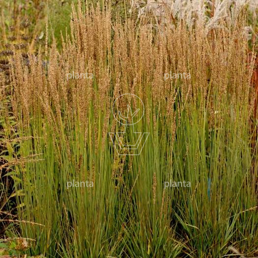 Molinia caerulea 'Moorhexe'