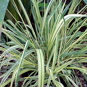 Molinia caerulea 'Variegata'
