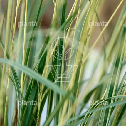 Molinia caerulea 'Variegata'