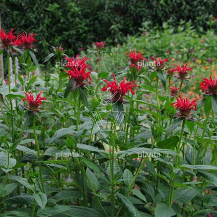 Monarda 'Jacob Cline'