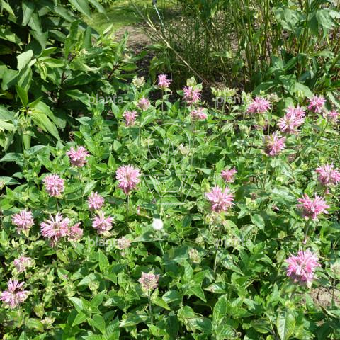 Monarda 'Marshall's Delight'