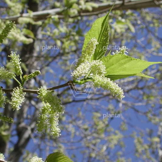 Morus alba 'Fruitless'