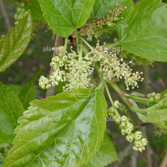 Morus alba 'Macrophylla'