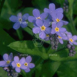 Myosotis palustris