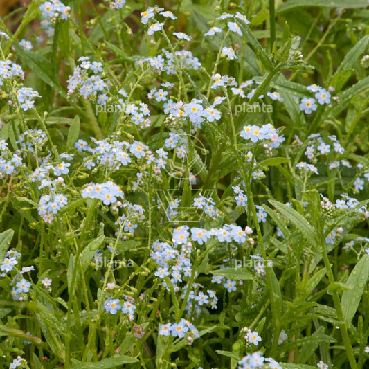 Myosotis palustris