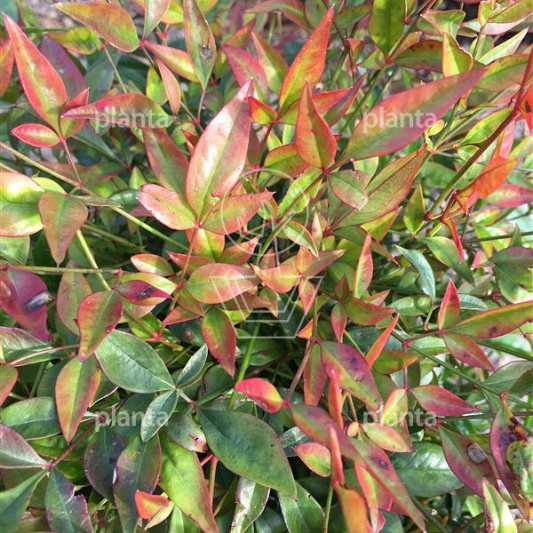 Nandina d. 'Gulf Stream'