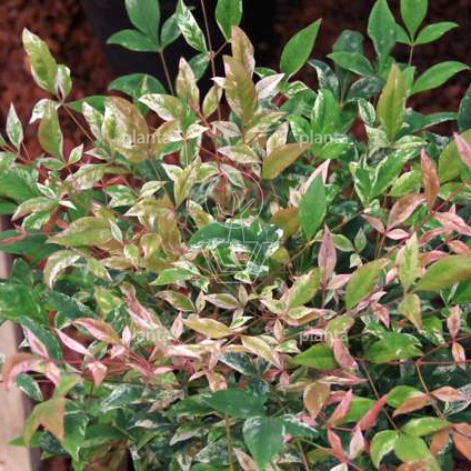 Nandina domestica 'Twilight' 