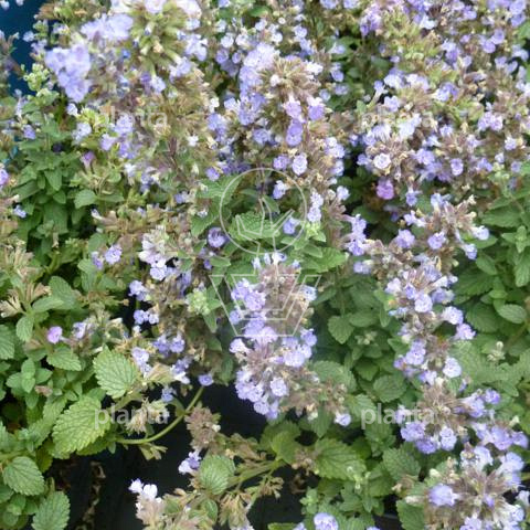 Nepeta 'Purrsian Blue' 