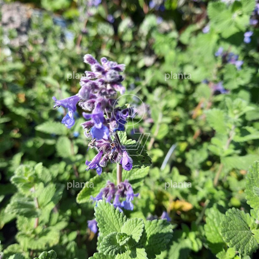 Nepeta faassenii 'Blue Wonder'