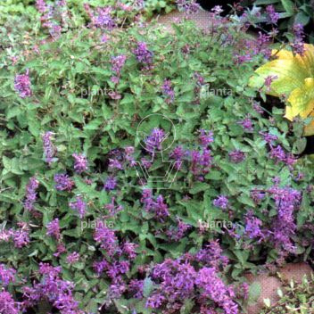 Nepeta faassenii