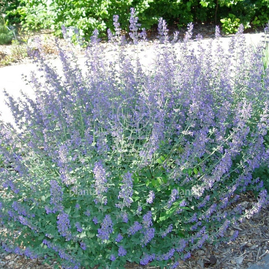 Nepeta faassenii 'Senior'