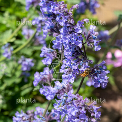 Nepeta faassenii 'Six Hills Giant'
