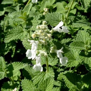 Nepeta faassenii 'Snowflake'
