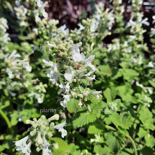 Nepeta faassenii 'Snowflake'