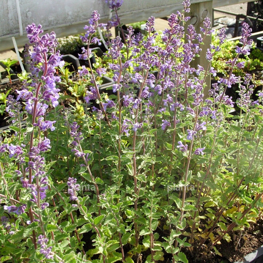 Nepeta faassenii 'Walkers Low'