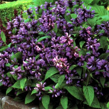 Nepeta subsessilis
