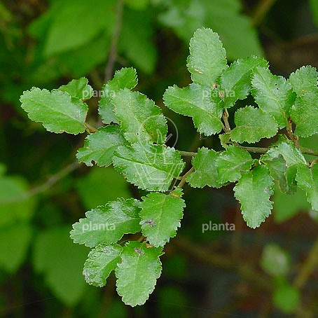 Nothofagus antarctica