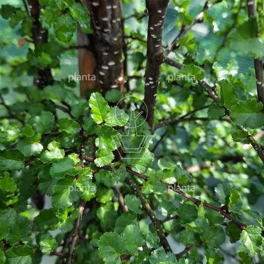 Nothofagus antarctica