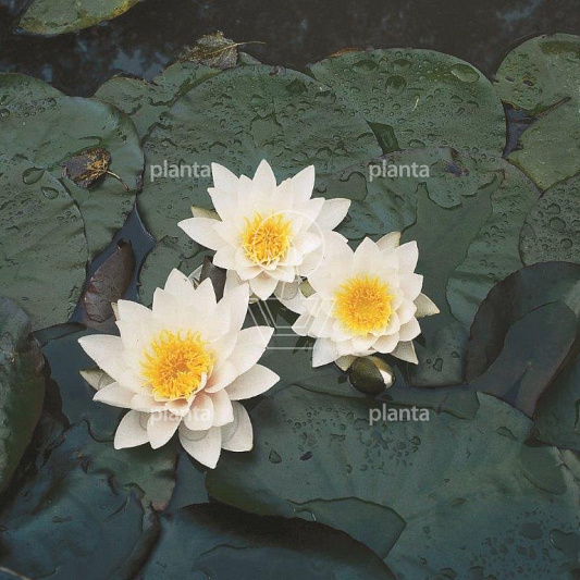 Nymphaea 'Pygmaea Alba'