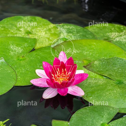 Nymphaea 'Pygmaea Rubra'