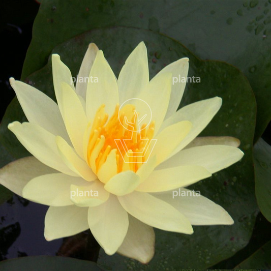 Nymphaea 'Sulphurea'