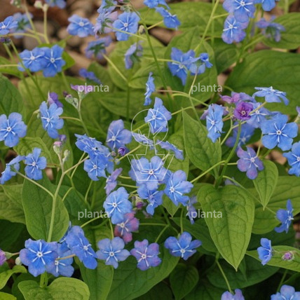 Omphalodes verna