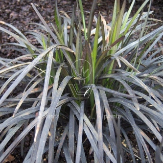 Ophiopogon planiscapus 'Niger'