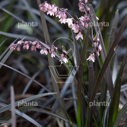 Ophiopogon planiscapus 'Niger'
