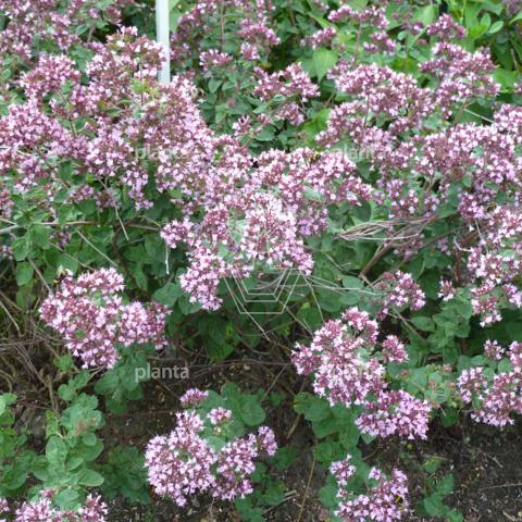 Origanum laevigatum 'Rosenkuppel'