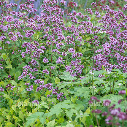 Origanum laevigatum 'Herrenhausen'