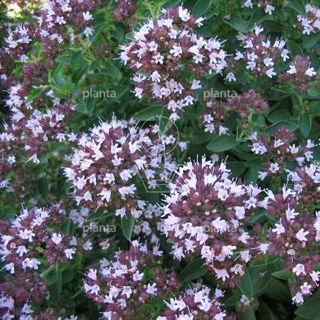 Origanum vulgare 'Compactum'