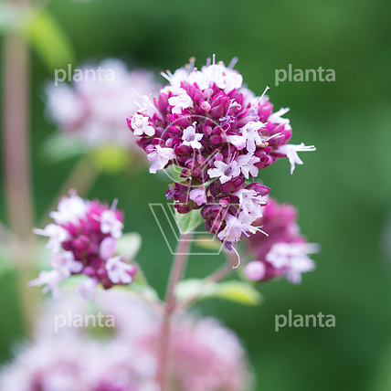 Origanum vulgare
