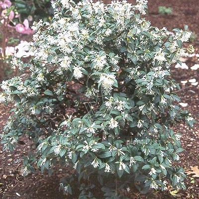 Osmanthus burkwoodii